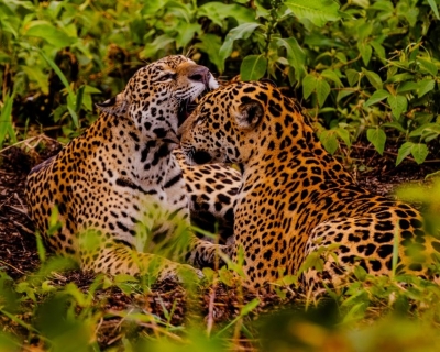 Embratur destaca Pantanal e Mato Grosso como potncias do turismo brasileiro