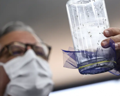 Fbrica de mosquitos inicia operao em Campinas com tecnologias inovadoras contra a dengue