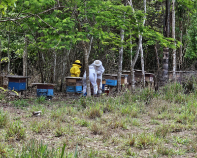 Seaf apoia a produo de mel e Alta Floresta promove integrao entre apicultores e meliponicultores da Amaznia Mato-grossense