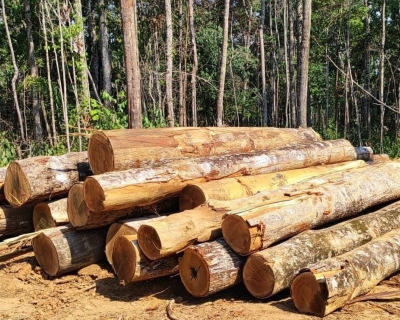 Sema apreende trator e toras de madeira ilegal durante ao em Marcelndia