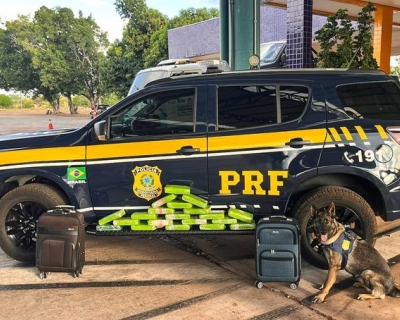 C�es da PRF encontram 20 tabletes de maconha em malas de passageira de �nibus na BR-364