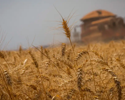 Safra de gr�os dever chegar a 298,6 milh�es de toneladas, diz Conab