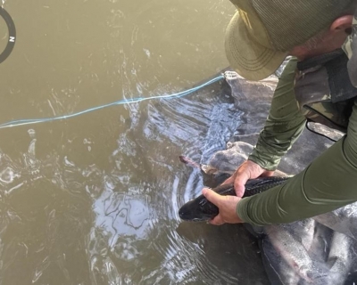 Sema apreende 47 kg de pescado irregular no primeiro ms do defeso da piracema