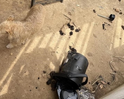 Pol�cia Civil prende cabeleireiro por maus-tratos a animais em Vila Rica