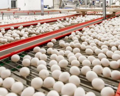 Exportaes de ovos impulsionam agronegcio e reforam liderana brasileira no mercado global