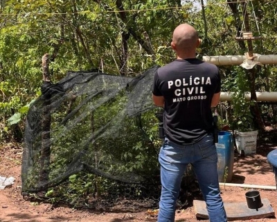 Pol�cia Civil prende homem flagrado com planta��o de maconha na zona rural de Alto Araguaia