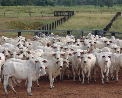 Pol�cia Militar prende idoso por furto e recupera 12 cabe�as de gado e um cavalo