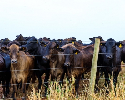 Mato Grosso avan�a nas metas do Plano ABC+ e amplia pr�ticas sustent�veis no campo