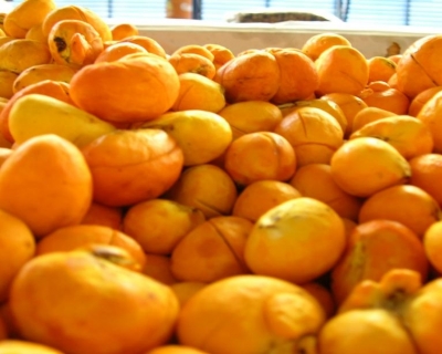 Capital do Pequi em Mato Grosso deve aumentar em 30% colheita at� dezembro