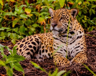 Feiro Fit Turismo oferece descontos de at 20% em viagens por Mato Grosso