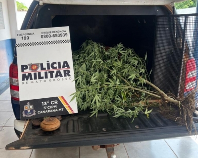 Pol�cia Militar prende mulher por cultivo ilegal de maconha em Canarana