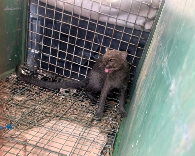 Bombeiros resgatam felino jaguarundi em garagem de residncia em Cuiab