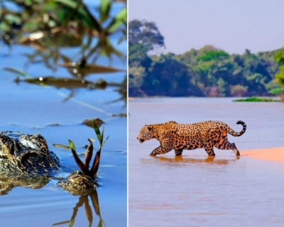 Pantanal de MT conquista o mundo e impulsiona turismo sustentvel na regio
