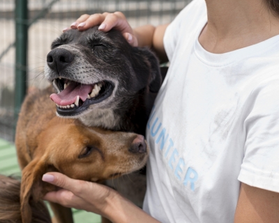 Assembleia analisa cria��o de programa que fortalece atua��o de protetores de c�es e gatos em Mato Grosso