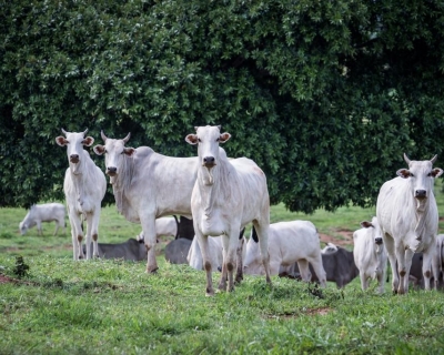 Indea alerta: Campanha de Atualizao de Estoque de Rebanhos termina na prxima semana