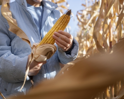 Clima favorece lavouras e melhora perspectivas da safra 2025/26 em Mato Grosso