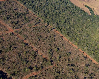 Sema embarga 1,86 milh�o de hectares por crimes ambientais de 2019 a 2024