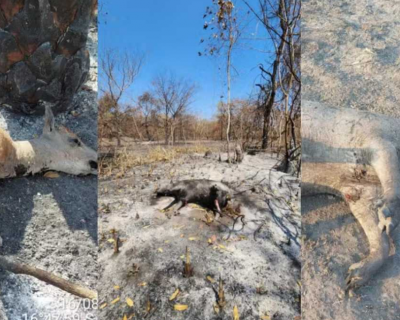 Animais morrem em meio � seca severa e inc�ndios no Pantanal