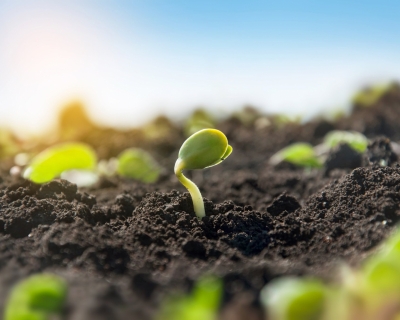 Safra 2025/26 avan�a sob irregularidade de chuvas e atraso no plantio em regi�es produtoras de MT