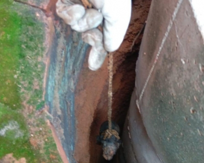 Bombeiros salvam filhote de cachorro que caiu em cisterna com �gua