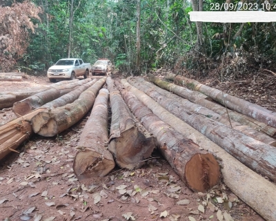 Sema apreende madeira ilegal e embarga �rea de mais de 10 mil hectares no interior de MT