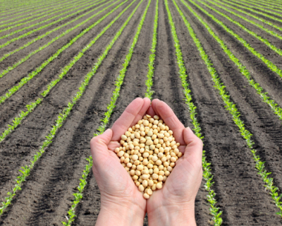 Com plantio conclu�do, soja em MT depende do clima para recuperar potencial da safra