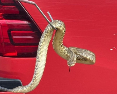 Bombeiros capturam cascavel �s margens de avenida em Campo Verde