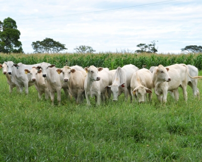 Empres�rio do ramo de carnes � preso suspeito de chefiar esquema de furto de gado em V�rzea Grande