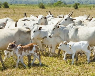 Mauro Mendes lan�a pol�tica de sustentabilidade da pecu�ria em Mato Grosso