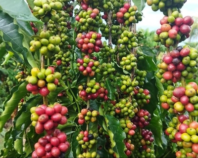 Governo de MT de por meio da Seaf e Empaer investe em ci�ncia e fortalece a produ��o de caf� na agricultura familiar