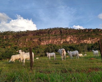 Mato Grosso fecha 2025 com 31,6 milh�es de bovinos, aponta Indea