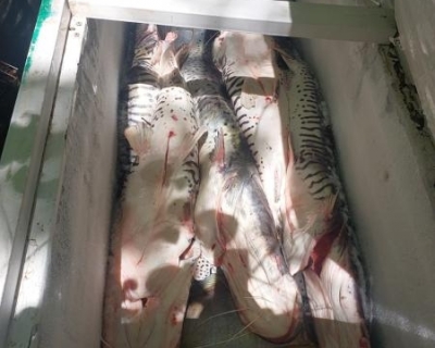 PM Ambiental descobre esquema de armazenamento ilegal e apreende 105 kg de pescado no Rio Itiquira