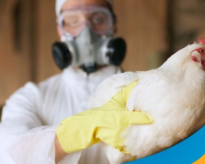 Caso de gripe avi�ria � confirmado em propriedade rural de Cuiab�, diz Mapa