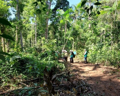 Florestas de MT movimentaram R$ 1,6 bilh�o em 2024 e revelam potencial de expans�o da silvicultura
