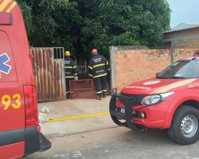 Bombeiros resgatam on�a-parda que estava em lavanderia de resid�ncia