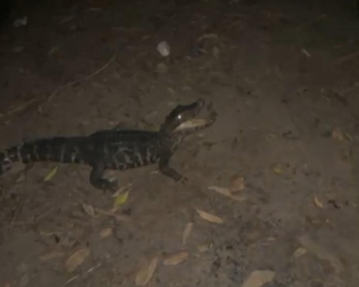 Batalh�o Ambiental da Pol�cia Militar resgata jacar� preso em rede de pesca