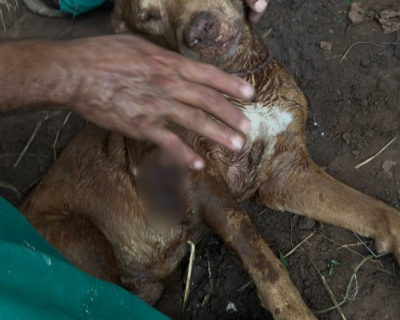 Cachorro � resgatado ap�s ser enterrado vivo em terreno de Cuiab�