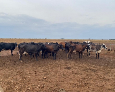 Melhoramento gen�tico moderniza rebanhos leiteiros e aumenta produtividade da agricultura familiar em Mato Grosso