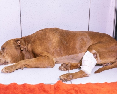 Crueldade que mata: c�o resgatado de cova n�o resiste ap�s cinco dias internado