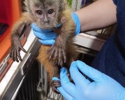 Sema encaminha filhote de macaco-prego resgatado em Alta Floresta para atendimento em cl�nica veterin�ria