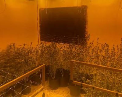 Estufa clandestina de maconha � desativada e suspeito acaba preso