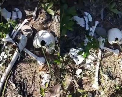 Moradores encontram ossada humana em mata de Chapada dos Guimar�es(V�deo)