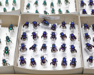 Parceria entre Unemat e 29 institui��es consolida base de dados �nica sobre abelhas brasileiras