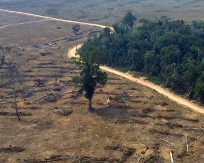 Pantanal registra alta no desmatamento e volta ao pior patamar desde 2006
