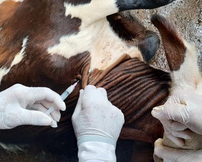 Vacina��o contra brucelose deve imunizar 4 milh�es de bezerras