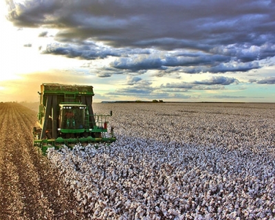 Brasil bate recorde hist�rico na exporta��o de algod�o em 2025