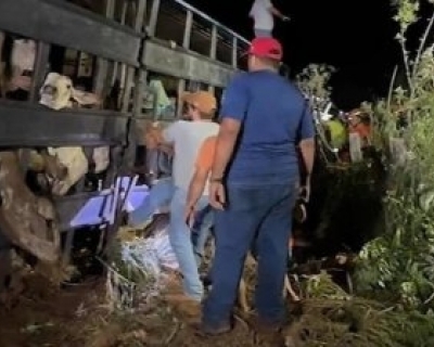 Carreta boiadeira tomba na MT-240, mata animais e mobiliza resgate no interior de MT