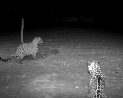 C�meras registram conviv�ncia incomum entre on�as-pintadas no Pantanal de MT(V�deo)