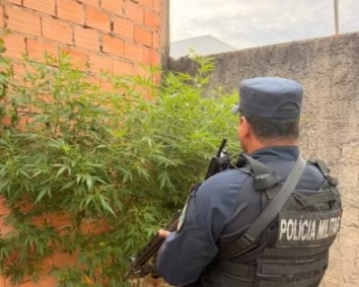 Den�ncia de agress�o termina com apreens�o de planta��o de maconha em resid�ncia(V�deo)