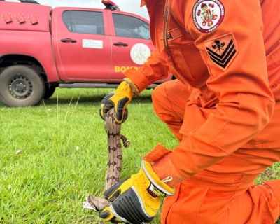 Bombeiros capturam jib�ia encontrada solta em avenida de Lucas do Rio Verde